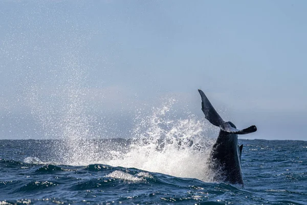 Baleia Jubarte Batendo Cauda Cabo San Lucas México — Fotografia de Stock