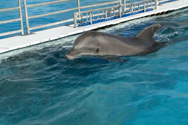Dolphin Aquarium Coming You — Stock Photo, Image