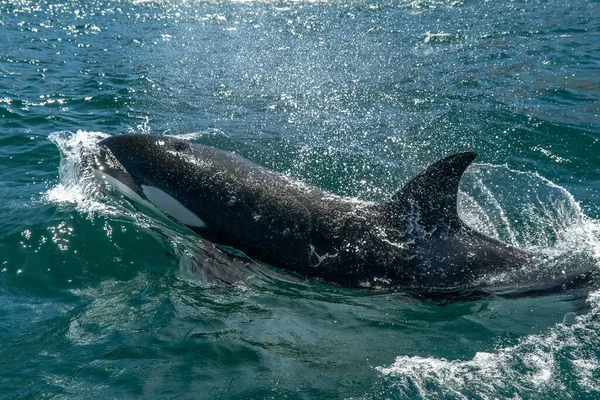 Orca Přichází Vám Cortez Moře Mexiko Zblízka Setkání — Stock fotografie