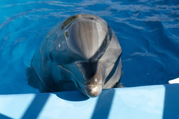 Aquarium Dolphin Looking You Close Detail — Stock Photo, Image