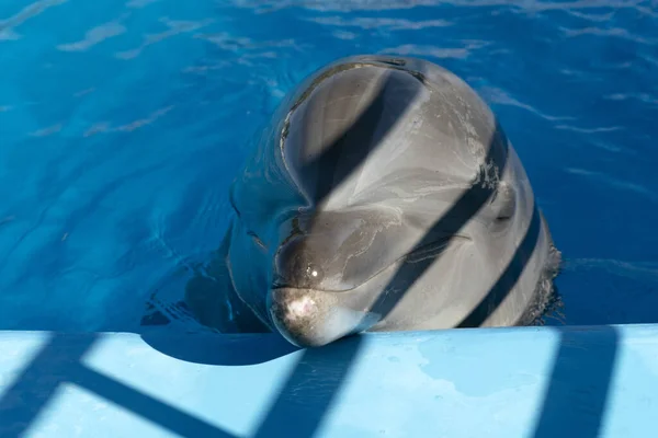 Aquarium Dolphin Looking You Close Detail — Stock Photo, Image