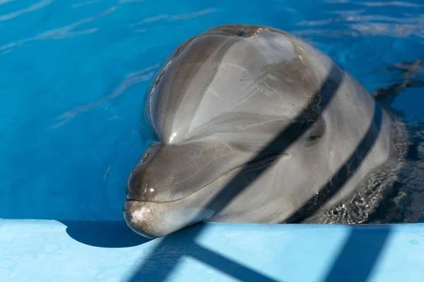 Aquarium Dolphin Looking You Close Detail — Stock Photo, Image