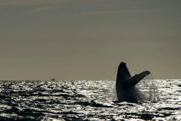 Hrbatý Velryba Narušení Cabo San Lucas Mexiko Umělecký Obraz — Stock fotografie