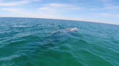 Meksika 'da Baja California' da gri balina izliyor.