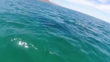 Meksika 'da Baja California' da gri balina izliyor.