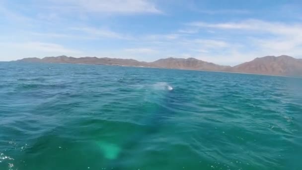 Γκρι Φάλαινα Βλέποντας Baja Καλιφόρνια Sur Μεξικό — Αρχείο Βίντεο