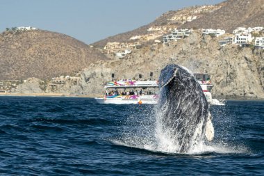 kambur balina ihlal cabo san lucas Meksika