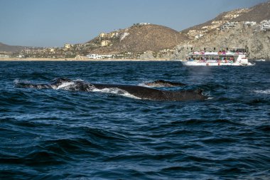Kambur balina anne ve yavrusu Cabo San Lucas Meksika 'da.