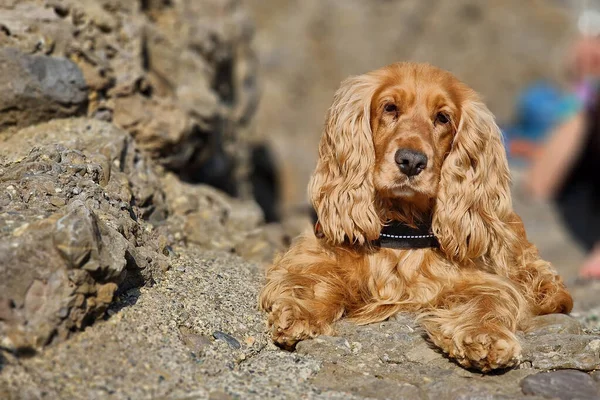 Cocker Spaniel Pies Portret Patrząc Ciebie — Zdjęcie stockowe