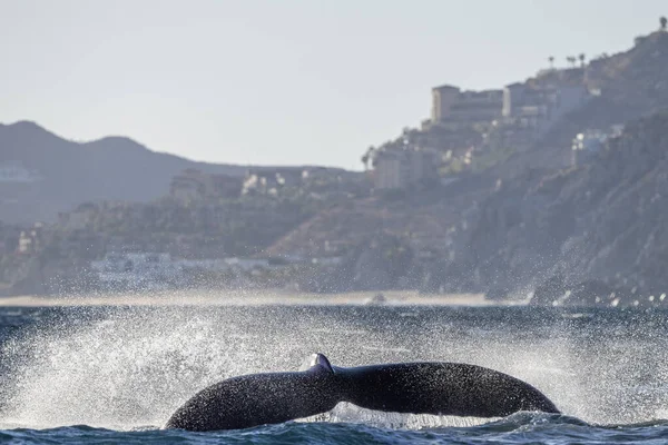 Humpback Whale Slapping Tail Cabo San Lucas Mexico — Stock Photo, Image