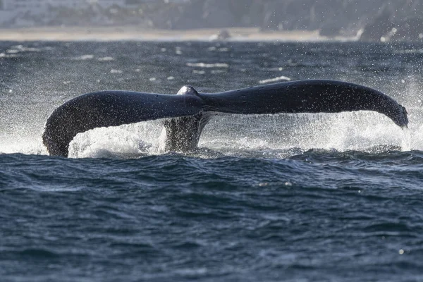 Ballena Jorobada Golpeando Cola Cabo San Lucas México —  Fotos de Stock