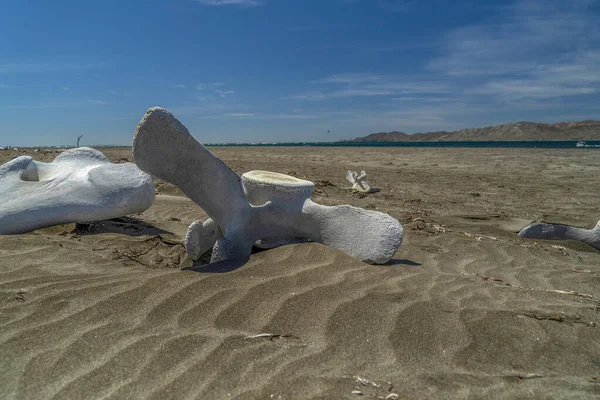 Ossos Baleia Cinzenta Morta Praia — Fotografia de Stock