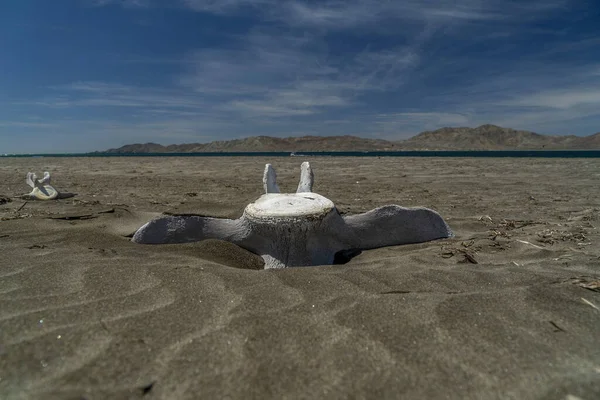 Ossa Balena Grigia Morte Sulla Spiaggia — Foto Stock