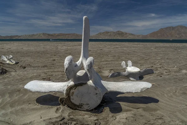 Ossos Baleia Cinzenta Morta Praia — Fotografia de Stock