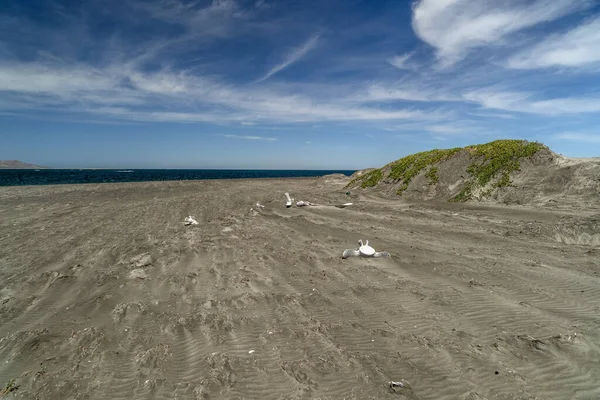 Martwe Kości Wieloryba Szarego Plaży — Zdjęcie stockowe
