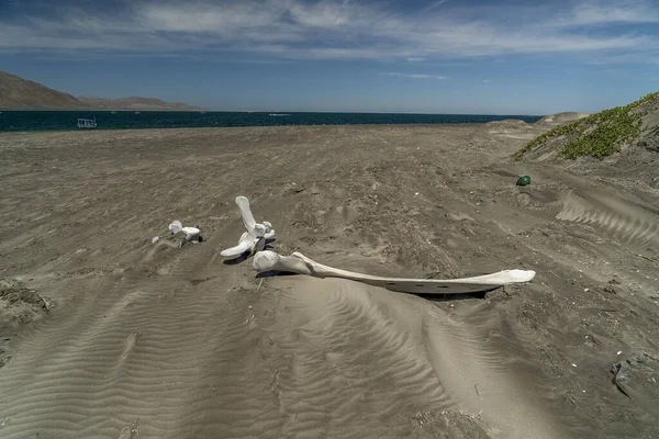 Ossos Baleia Cinzenta Morta Praia — Fotografia de Stock