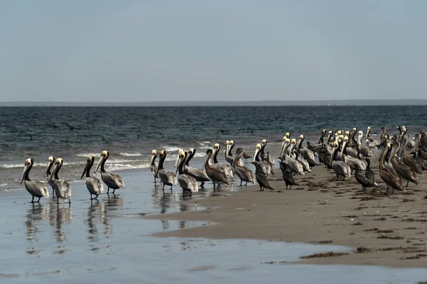 Pelikankolonie Baja California Sur Mexico — Stockfoto