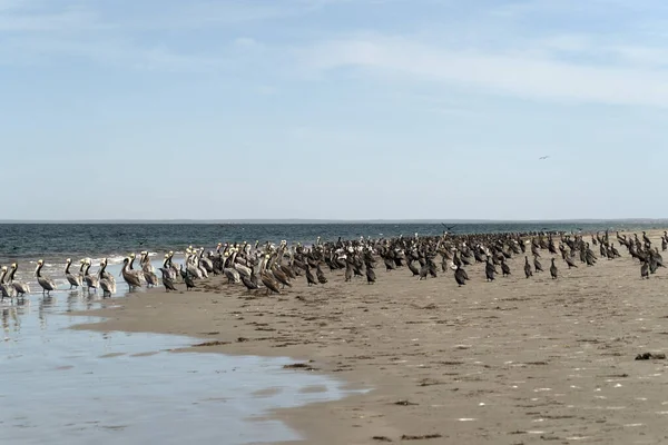 Pelikaankolonie Baja California Sur Mexico — Stockfoto