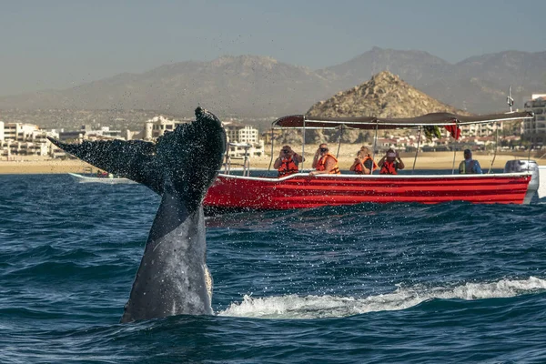 Cabo San Lucas Meksika 'da kambur balina kuyruğunu tokatlıyor.