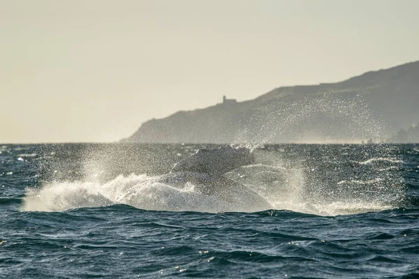 Baleine Bosse Brèche Dans Cabo San Lucas Mexique — Photo