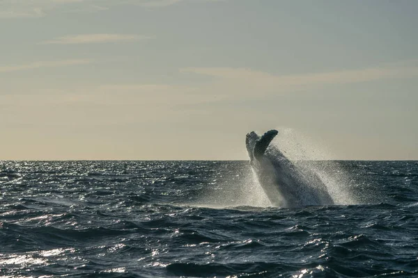 Ballena Jorobada Rompiendo Cabo San Lucas México —  Fotos de Stock