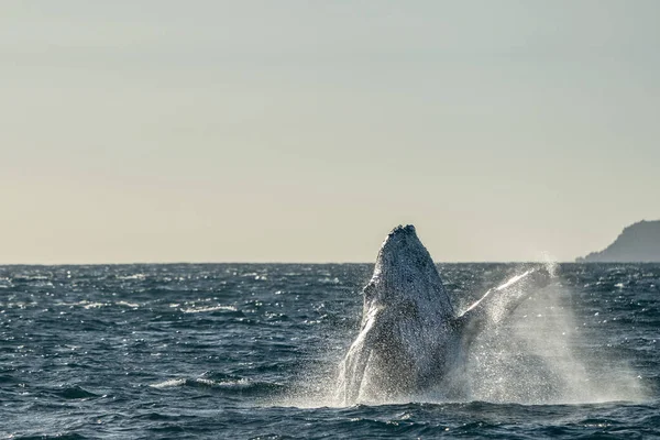 Violazione Megattera Cabo San Lucas Messico — Foto Stock