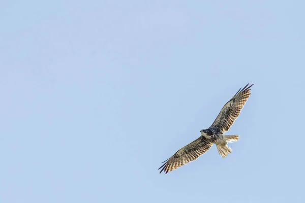 Osprey Baja California Sur Mexico — 스톡 사진