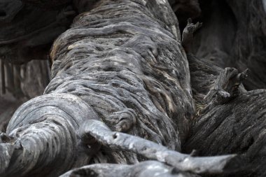 San Francisco 'da 300 YAŞINDA Olive Tree Vigge Biaundo görev alanı