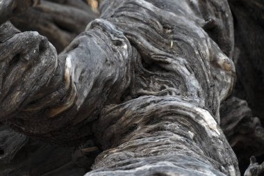 San Francisco 'da 300 YAŞINDA Olive Tree Vigge Biaundo görev alanı