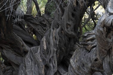 San Francisco 'da 300 YAŞINDA Olive Tree Vigge Biaundo görev alanı
