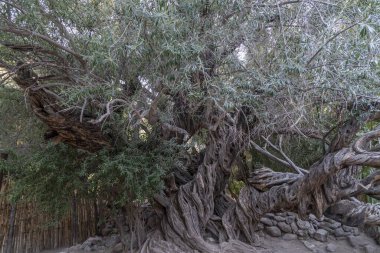 San Francisco 'da 300 YAŞINDA Olive Tree Vigge Biaundo görev alanı
