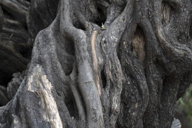 San Francisco 'da 300 YAŞINDA Olive Tree Vigge Biaundo görev alanı
