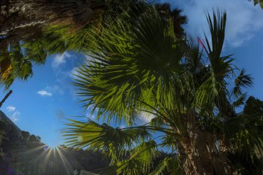 Aşağıdan yukarıya, Baja California Meksika 'ya palmiye ağacı.
