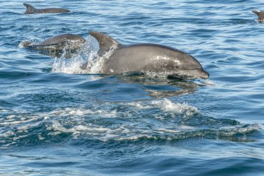 Cortez Denizi 'nde şişe burunlu yunus, Loreto, Baja California sur, Meksika