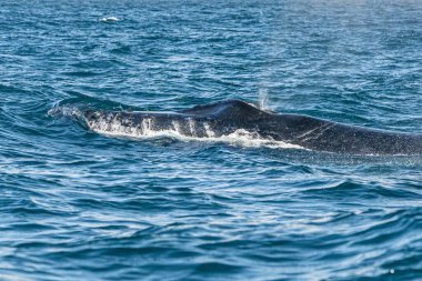 Cabo San Lucas Meksika 'da nefes alan kambur balina