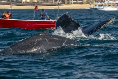 Cabo San Lucas Meksika 'da kambur balina kuyruğunu tokatlıyor.