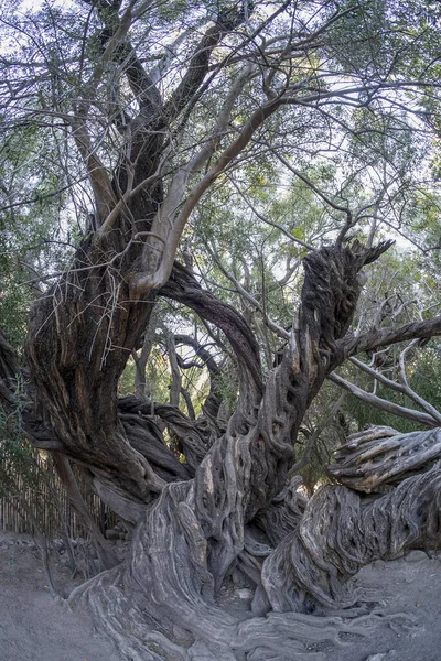 300 Éves Olív Tree San Francisco Javier Vigge Biaundo Misszió — Stock Fotó