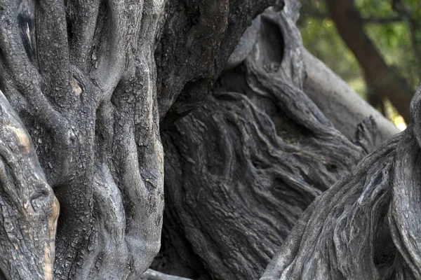 300 Lat Old Olive Tree San Francisco Javier Vigge Biaundo — Zdjęcie stockowe