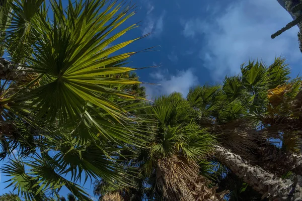 Palm Tree Bottom Baja California Mexico — Stock Photo, Image