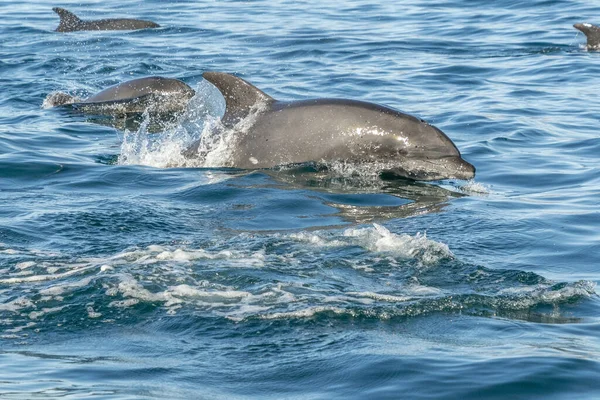 Βοτανοειδές Δελφίνι Στη Θάλασσα Cortez Loreto Baja California Sur Μεξικό — Φωτογραφία Αρχείου