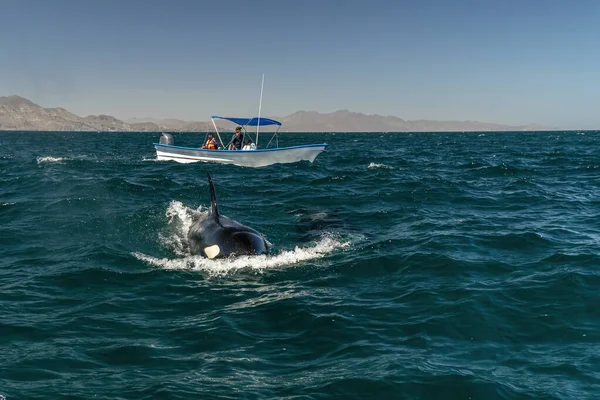 Косатка Косатка Море Кортез Приближается Лодке Крупным Планом — стоковое фото