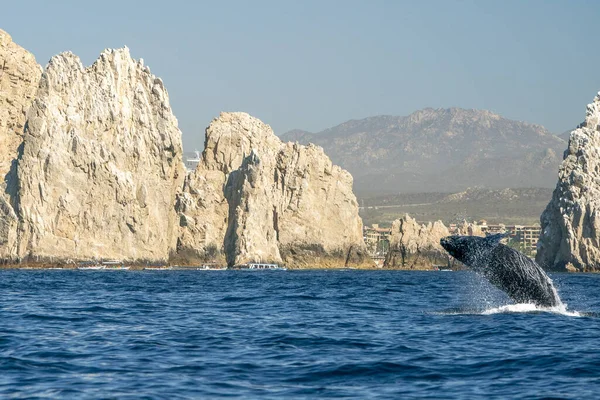 Humpback Whale Breaching Cabo San Lucas Mexico — Stock Photo, Image