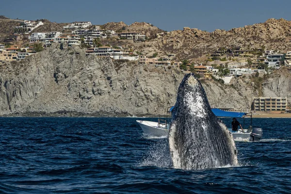 Humpback Whale Breaching Cabo San Lucas Mexico — Stock Photo, Image