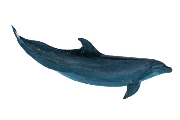 Пляшковий Дельфін Ізольований Білому Тлі — стокове фото