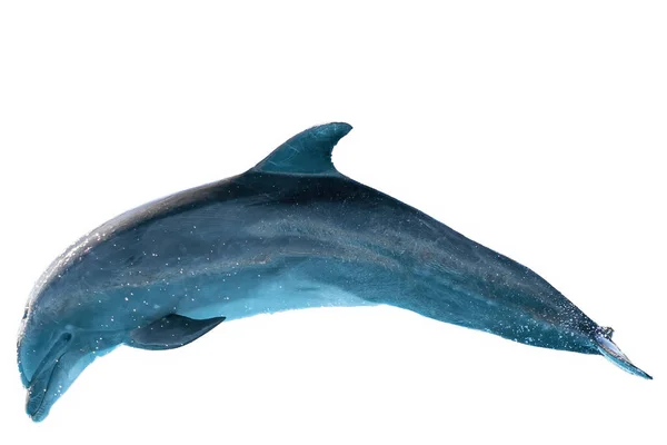 Bottlenose Dolphin Isolated White Background — Stock Photo, Image