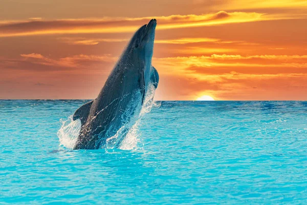Salto Delfín Mular Aislado Sobre Fondo Atardecer Laguna Azul —  Fotos de Stock