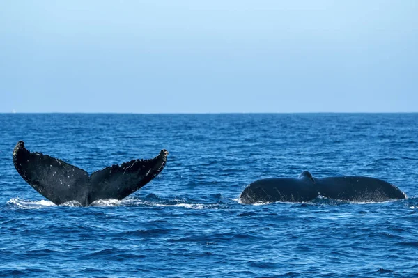 座头鲸在墨西哥卡波圣卢卡斯拍打着尾巴 — 图库照片