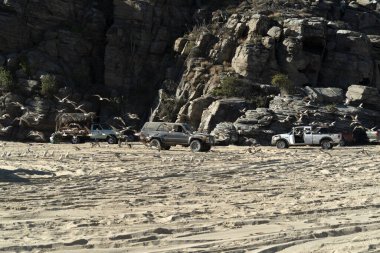 Baja California 'da bir sürü kuş var. Mexico Beach Pelikan Martı. 