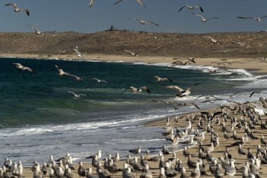 Baja California 'da bir sürü kuş var. Mexico Beach Pelikan Martı. 