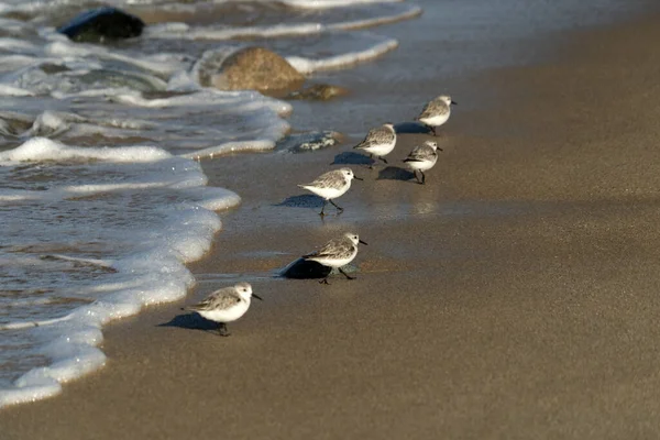 Nombreux Oiseaux Baja Californie Sur Mexico Beach — Photo